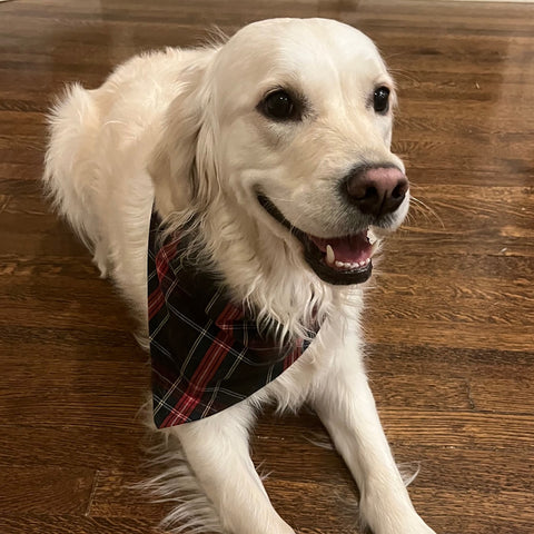 STA Plaid Pet Bandana
